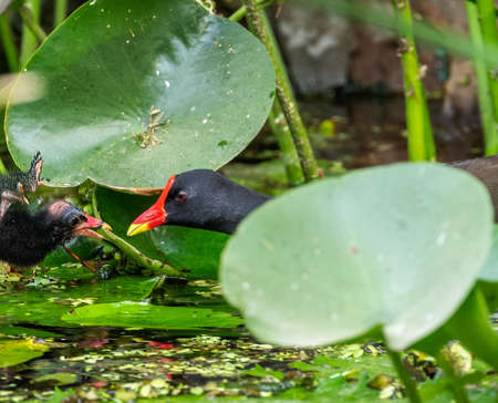 Eurasian Water hen with juvenileの写真素材