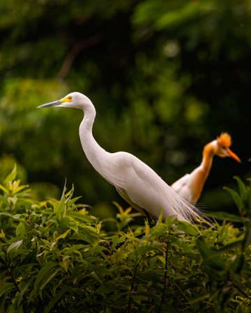 Greater Egret and cattle heron on a treeの写真素材