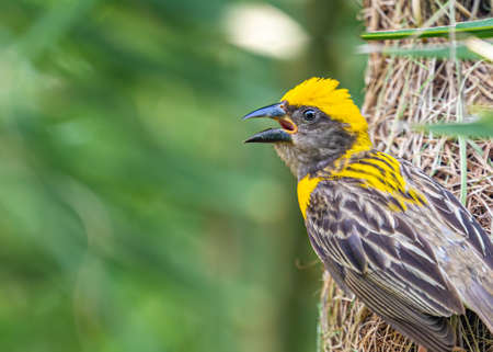 A Weaver bird calling from its nestの写真素材