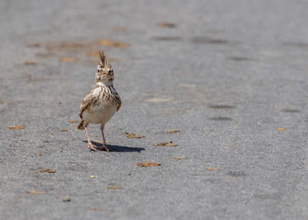 Crested lark in cat walk on a roadの写真素材