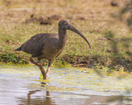 Rednap Ibis in a wet land in search of waterの写真素材