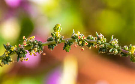 A colorful wild flower macro California Goosefoot