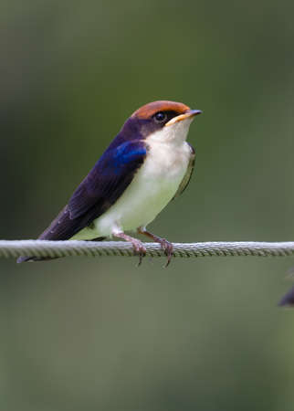 Wire Tail Swallow juvenile resting on a wire