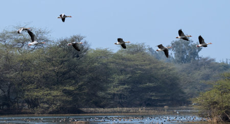 A group of goose on a flight over a lakeの写真素材