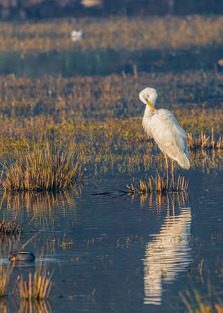 A Great Egret cleaning its feathers in wet land
