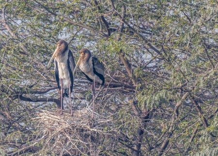 A Pair of Stork_resting in Sweet home