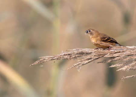 A Red Avadavat juvenile having food on grassの写真素材