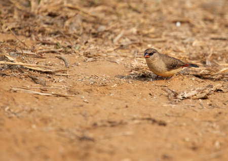 A Red Avadavat in a fieldの写真素材