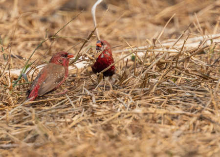 A Pair of Red Avadavat in discussion in fieldの写真素材
