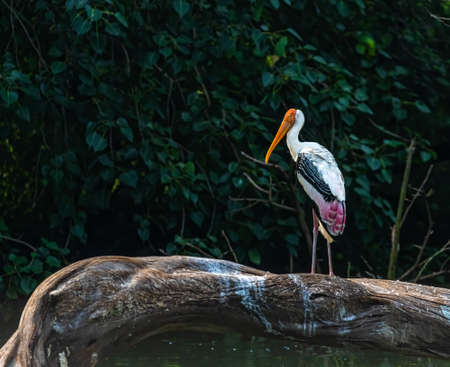 A painted stork resting on a tree in a lakeの写真素材