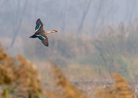 A Spot Billed Duck in flight over wet landの写真素材