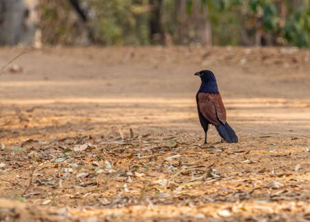 A Greater Coucal walking on ground for foodの写真素材