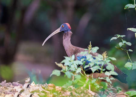 A Rednap ibis on ground for foodの写真素材