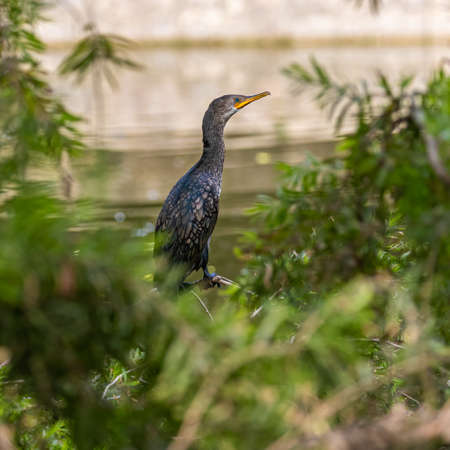 A Cormorant on a tree near lake