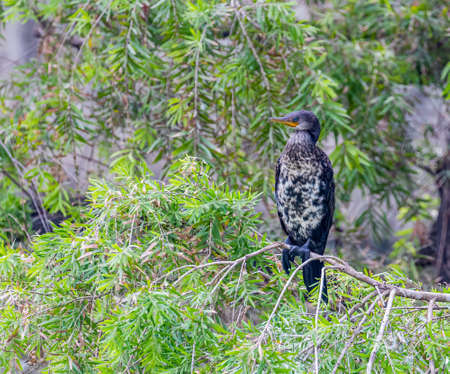 Cormorant a front view shot on a treeの写真素材