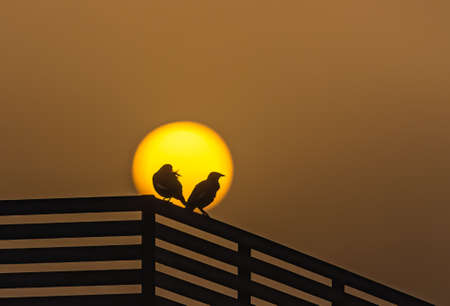 A Pair of Starling in front of Sun
