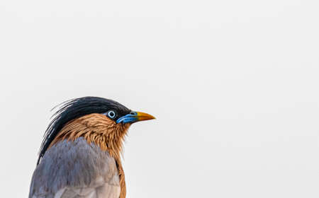 A Brahminy Starling close upの写真素材