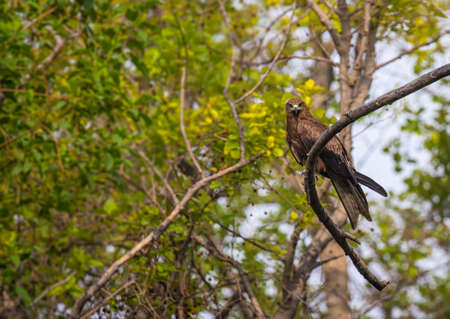 Black Kite on a tree in eye contact