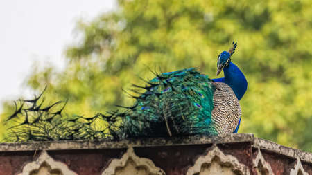 A peacock cleaning its tail feathersの写真素材