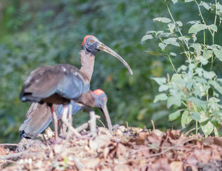 A Pair of Red Naped Ibis strolling for food in garden