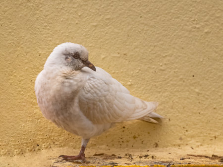 A white pigeon resting on one foot by side of a wallの写真素材