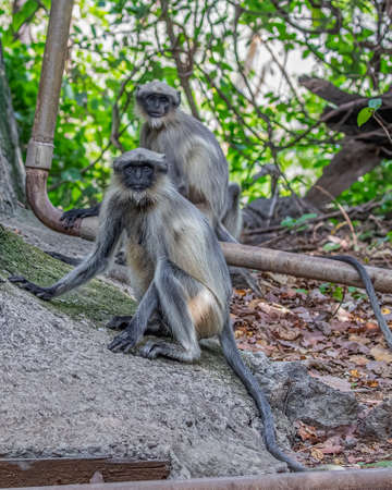 A pair of Langoor in jungleの写真素材