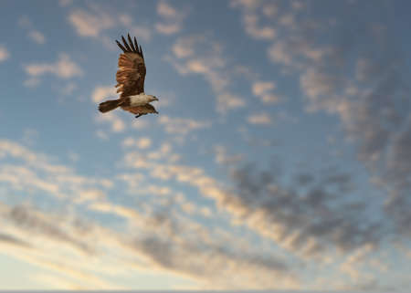 A Brahminy Kite flying in clouded sky