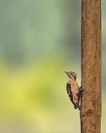 Pygmy Woodpecker on a bamboo- ready to take offの写真素材