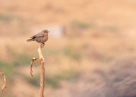 Bush chat female on a branch against brown backgroundの写真素材