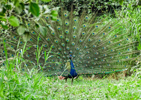 A peacock dancing in a fieldの写真素材
