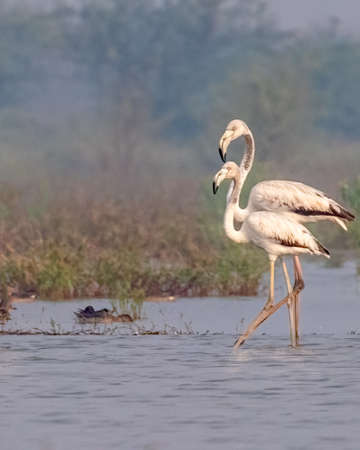A pair of flamingo in lake early in morningの写真素材