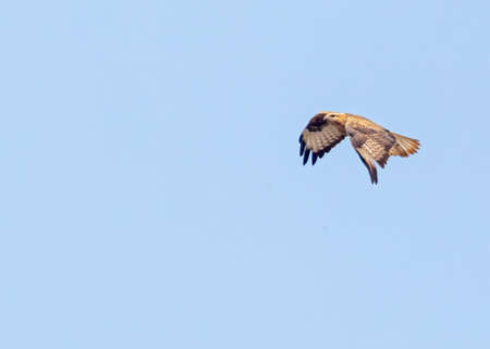 A Long Leg Buzzard showing its feathers
