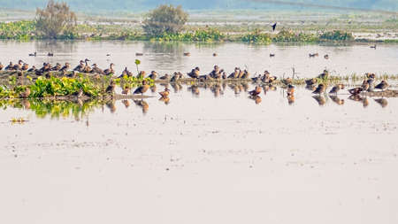 Ducks basking in a lake with beautiful reflection in waterの写真素材