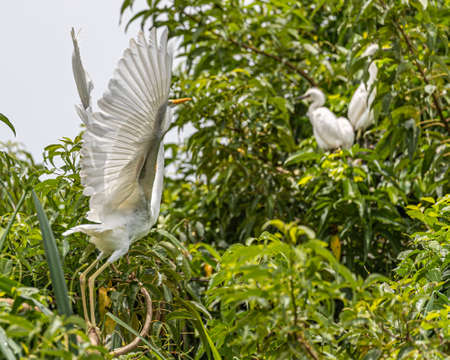 A Egret taking off from a green treeの写真素材