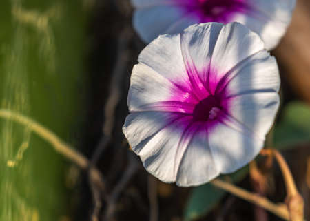 A White Magenta in the garden in full bloom'