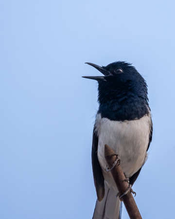 Oriental Magpie singing in the morning from a rod