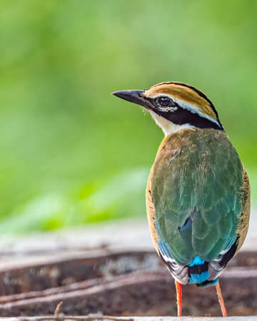 Indian Pitta in Shoulder shot looking backの写真素材