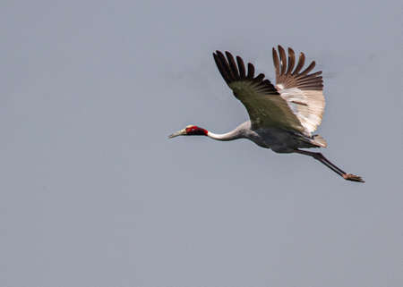 Sarus flying in v Shape in the sky