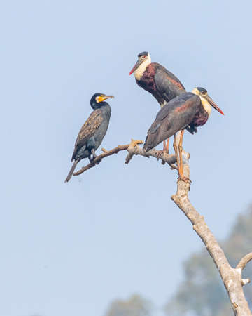 A Pair of Wool neck Stork with a cormorant on a treeの写真素材