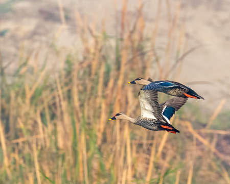 A pair of Spotted Bill Ducks in flight