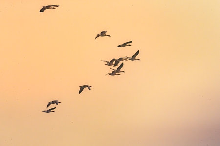 A group of greylag goose in flight in the eveningの写真素材