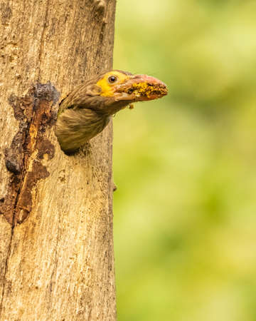 Taking Cleanliness on priority a Brown Headed Barbetの写真素材
