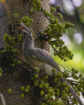 A Grey Hornbill on a tree for foodの写真素材