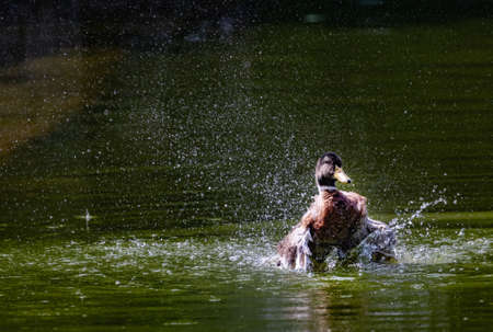 A Duck in a lake with a splashの写真素材