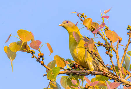Yellow footed Green Pigeon on a tree in search of food