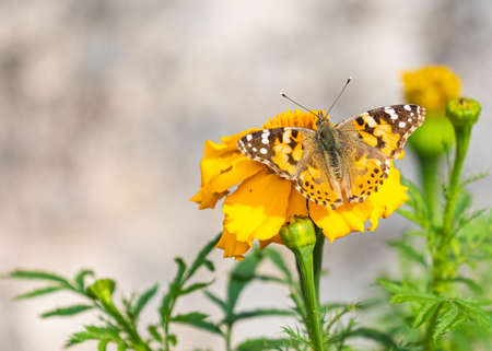 A painted lady on a marigold flower in gardenの写真素材