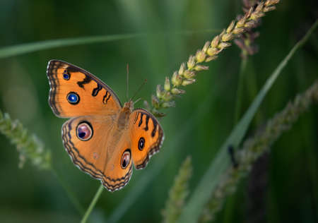 Peacock Pansy butterfly resting on a branch in gardenの写真素材
