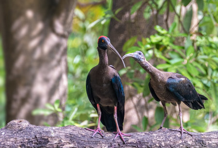 A Red naped Ibis with its juvenile on a treeの写真素材