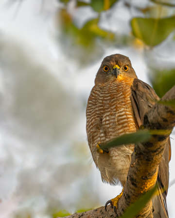 A Shikra looking into the Camera from a treeの写真素材
