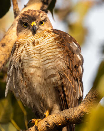 A Close up of Shikra looking into Camera